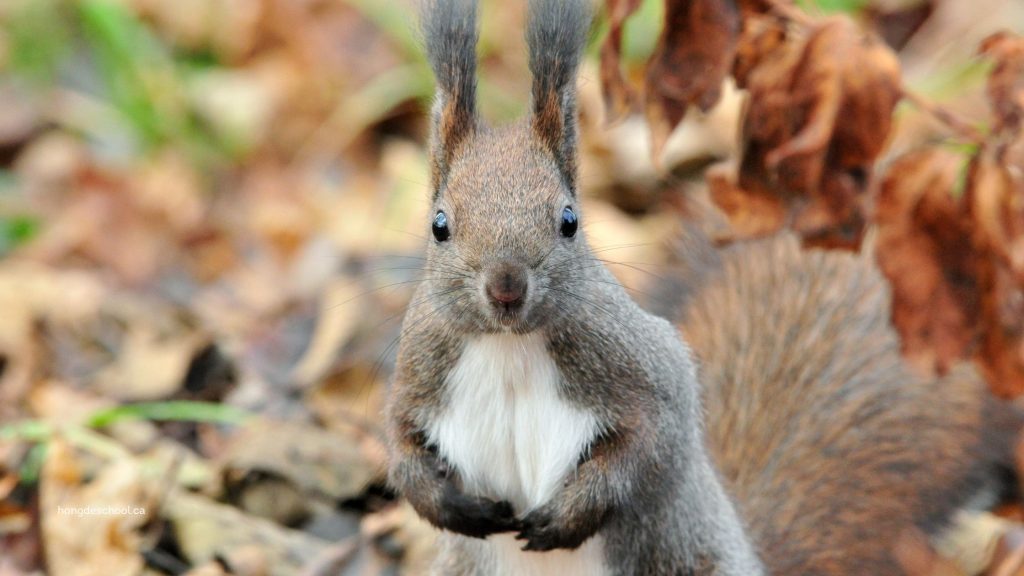 A squirrel in leaves